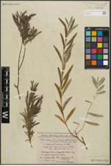 Foto von Salix repens subsp. rosmarinifolia (L.) Andersson